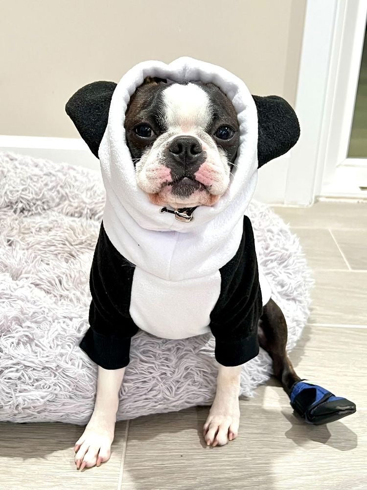 Frenchie Ear Hoodie Bundle Boys version 2 | Frenchiestore, Frenchie Dog, French Bulldog pet products