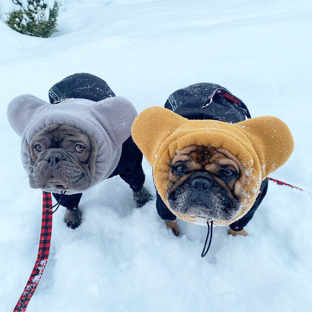 Frenchiestore Organic Dog Frenchie Ear Warmers | Blue Frenchie (Grey), Frenchie Dog, French Bulldog pet products