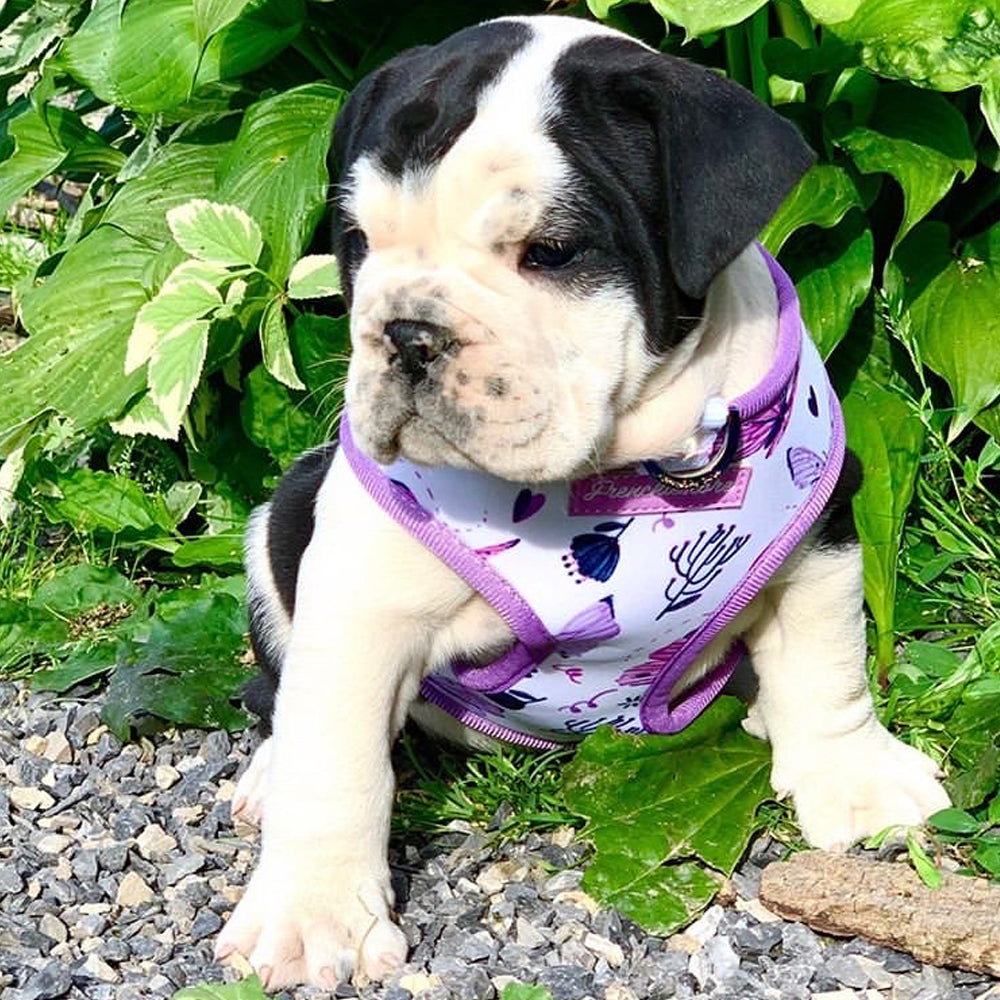 Frenchiestore Reversible Dog Health Harness | Magical Butterfly, Frenchie Dog, French Bulldog pet products