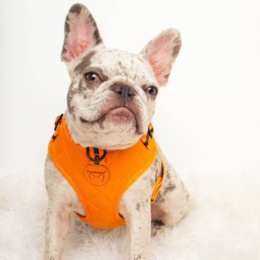 Orange Pumpkin Vegan Varsity Bundle | Frenchiestore, Frenchie Dog, French Bulldog pet products