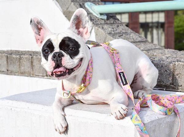 Frenchiestore Luxury Dog Leash | Pink Lemonade, Frenchie Dog, French Bulldog pet products