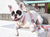 Guinzaglio per cani di lusso Frenchiestore | Pink Lemonade, Frenchie Dog, prodotti per animali domestici Bulldog francese
