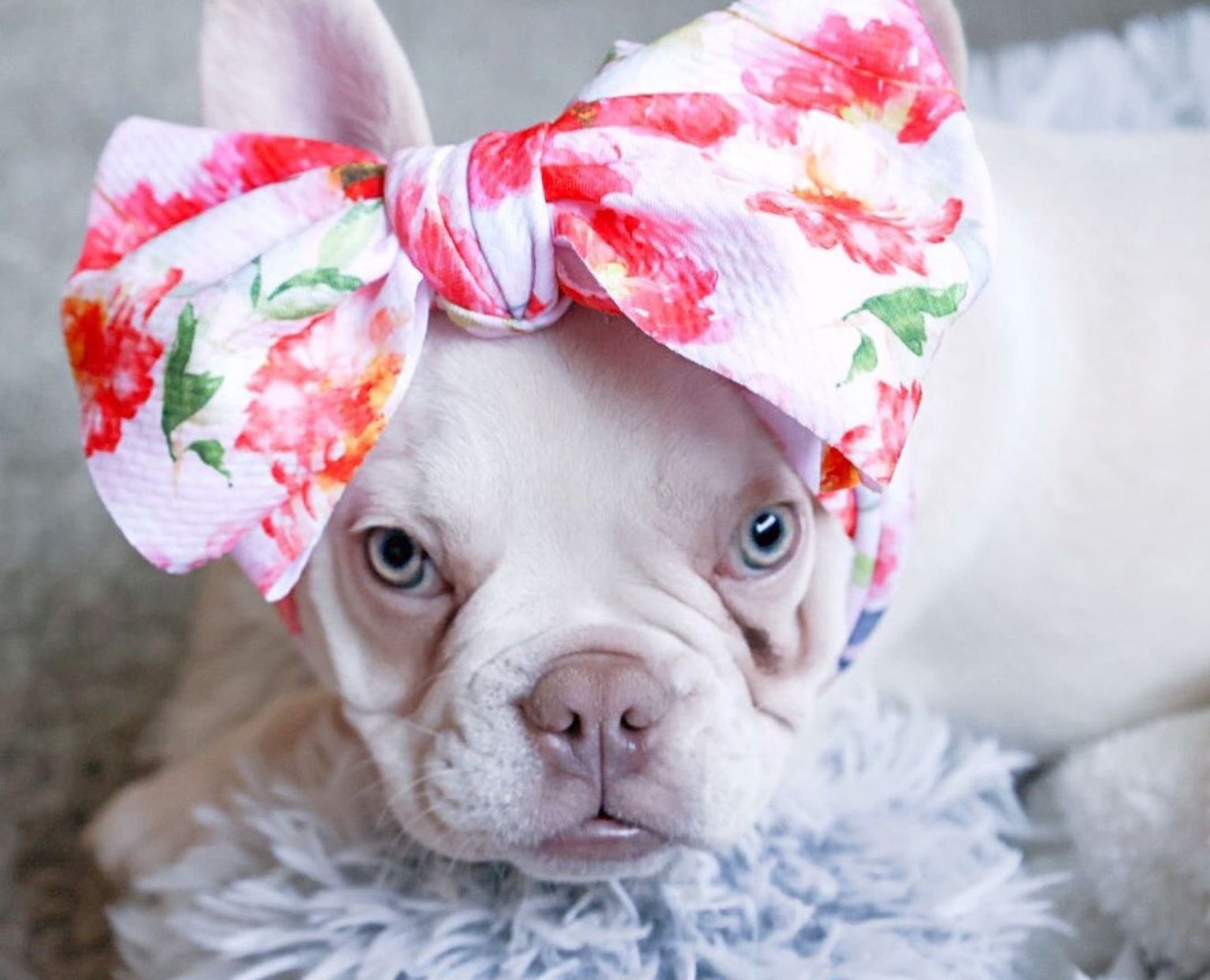 Frenchiestore Pet Head Bow | Pink Obsession, Frenchie Dog, French Bulldog pet products