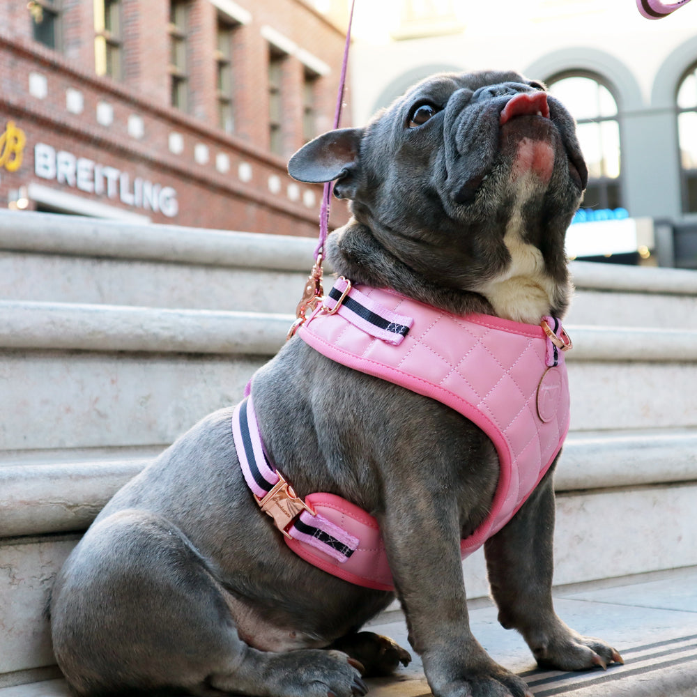 Frenchiestore Neck Adjustable Vegan Leather Health Harness | Pink Varsity, Frenchie Dog, French Bulldog pet products