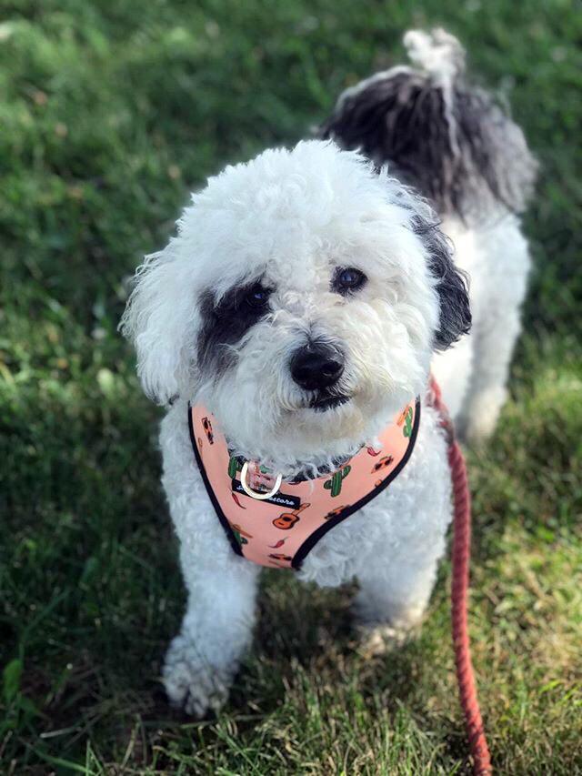 Frenchiestore Reversible Dog Health Harness | Livin&#39; La Vida Frenchie, Frenchie Dog, French Bulldog pet products