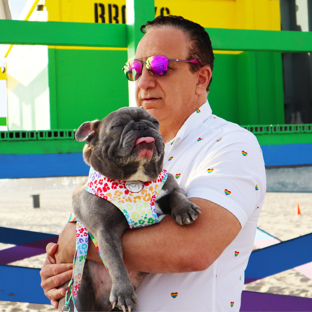 Frenchiestore Reversible Dog Health Harness | Pride, Frenchie Dog, French Bulldog pet products