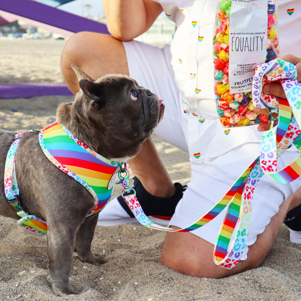 Gay pride dog harness hotsell