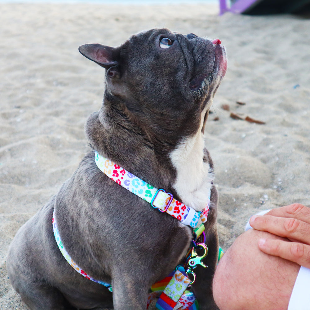 Frenchiestore Adjustable Pet Health Strap Harness | Pride, Frenchie Dog, French Bulldog pet products
