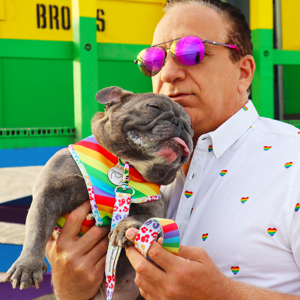 Frenchiestore Reversible Dog Health Harness | Pride, Frenchie Dog, French Bulldog pet products