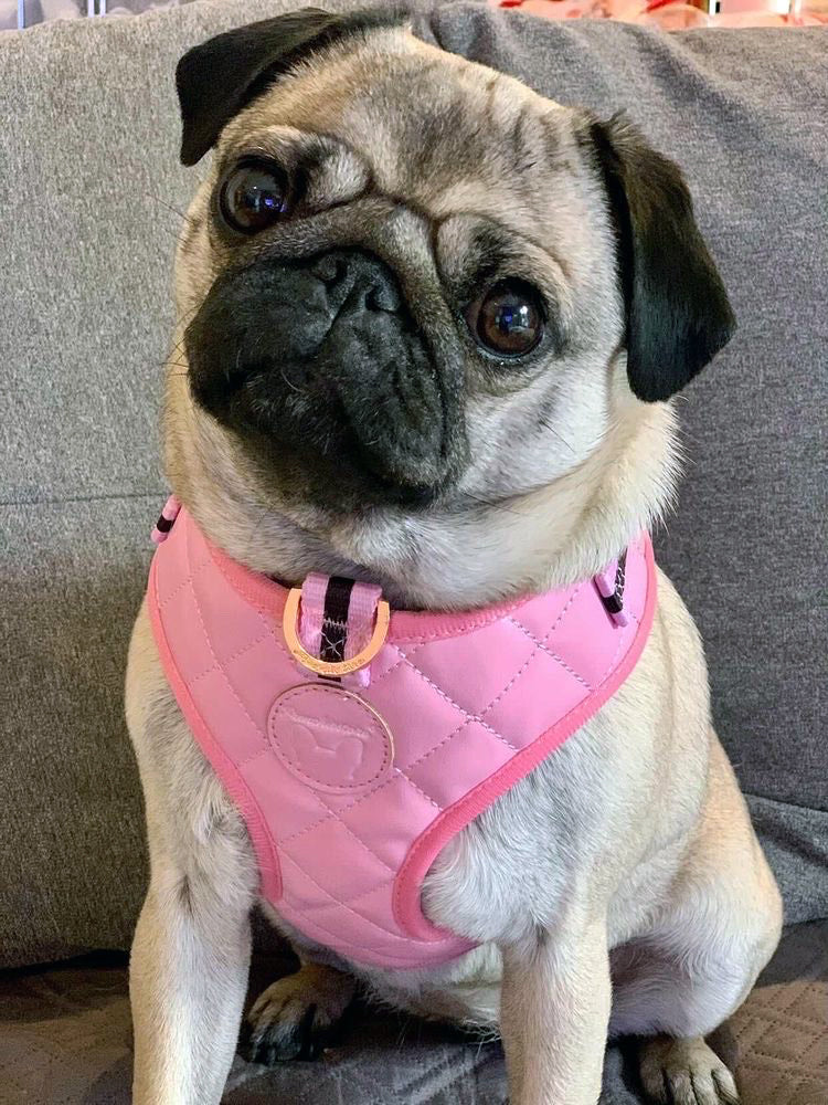 Frenchiestore Neck Adjustable Vegan Leather Health Harness | Pink Varsity, Frenchie Dog, French Bulldog pet products