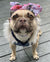 Lazo para la cabeza del animal doméstico Frenchiestore | Productos para mascotas Fuchsia Rose, Frenchie Dog, French Bulldog