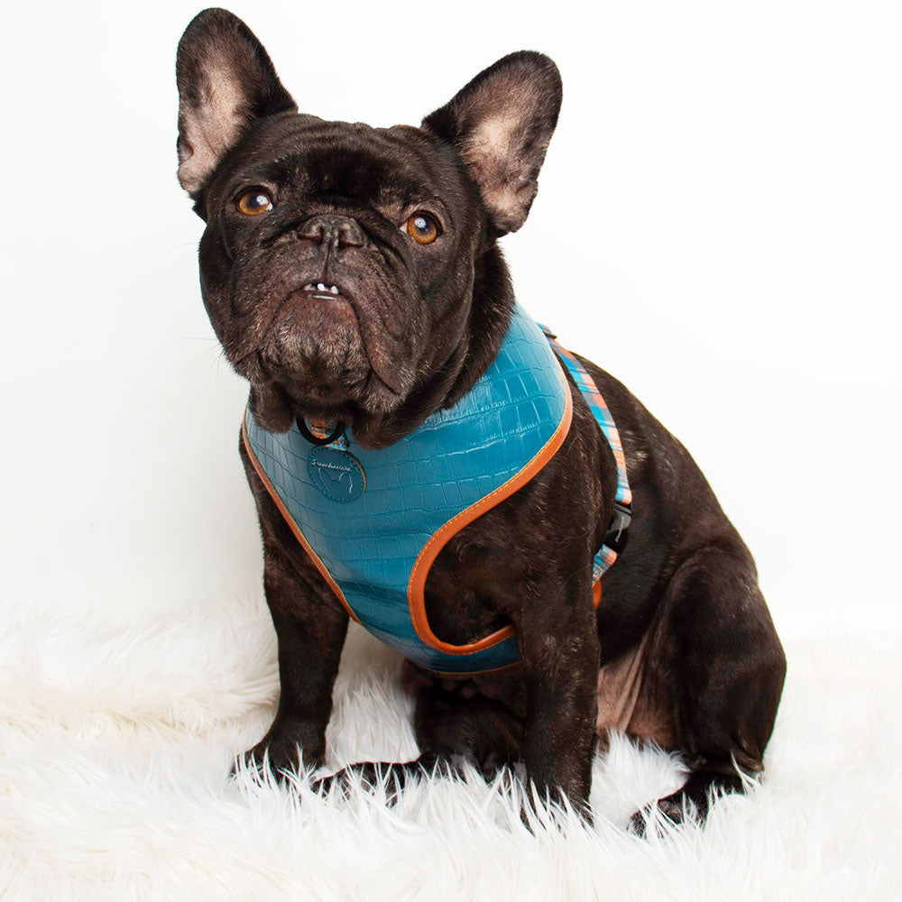 Sprung Bundle | Frenchiestore, Frenchie Dog, French Bulldog pet products