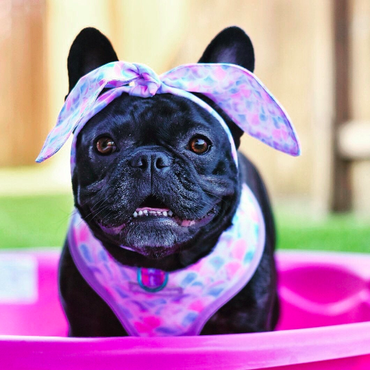 Frenchiestore Pet Scarf |  Mermazing, Frenchie Dog, French Bulldog pet products