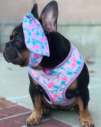 Frenchiestore Pet Scarf |  Mermazing, Frenchie Dog, French Bulldog pet products