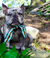 Frenchiestore Pet Scarf |  Livin' La Vida Frenchie, Frenchie Dog, French Bulldog pet products