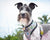 Frenchiestore Reversible Dog Health Harness | Mint StarPup, Frenchie Dog, French Bulldog Haustierprodukte