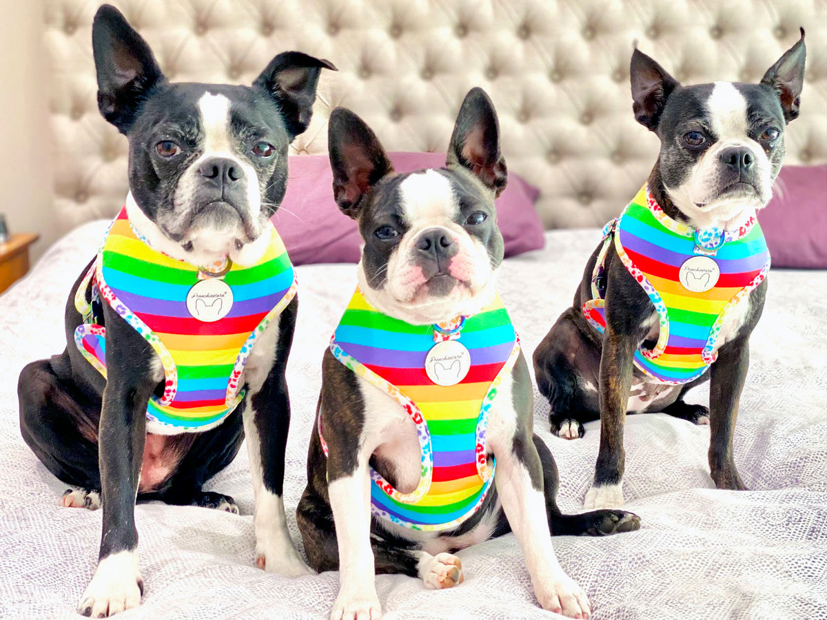 Frenchiestore Reversible Dog Health Harness | Pride, Frenchie Dog, French Bulldog pet products