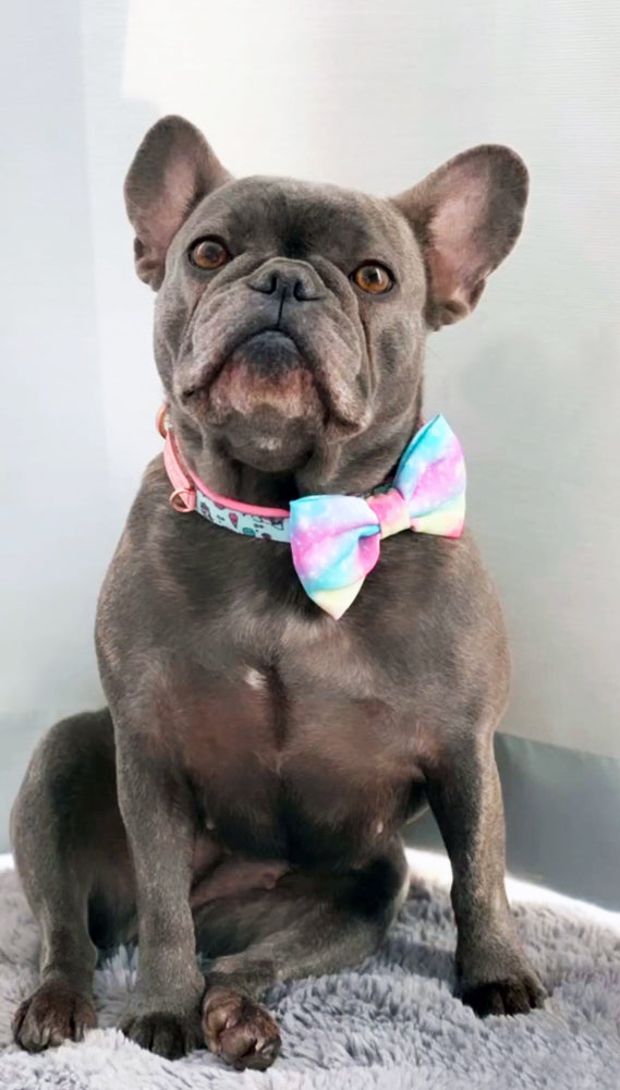 French bulldog shop bow tie