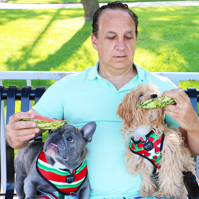 Frenchiestore Reversible Dog Health Harness | Watermelon, Frenchie Dog, French Bulldog pet products