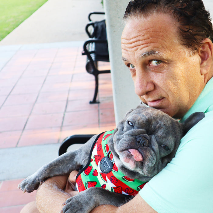 Frenchiestore Reversible Dog Health Harness | Watermelon, Frenchie Dog, French Bulldog pet products