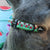 Frenchiestore Breakaway Dog Collar | Watermelon, Frenchie Dog, French Bulldog pet products