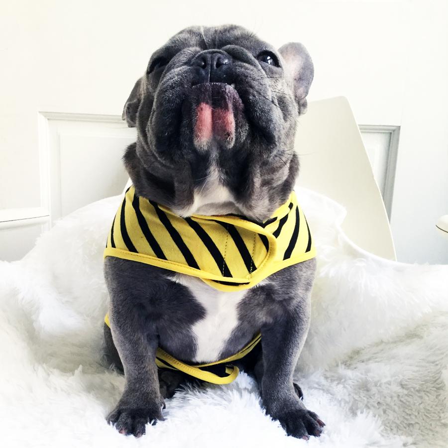 Frenchie Shirt | Frenchiestore | Black French Bulldog in Bumblebee, Frenchie Dog, French Bulldog pet products