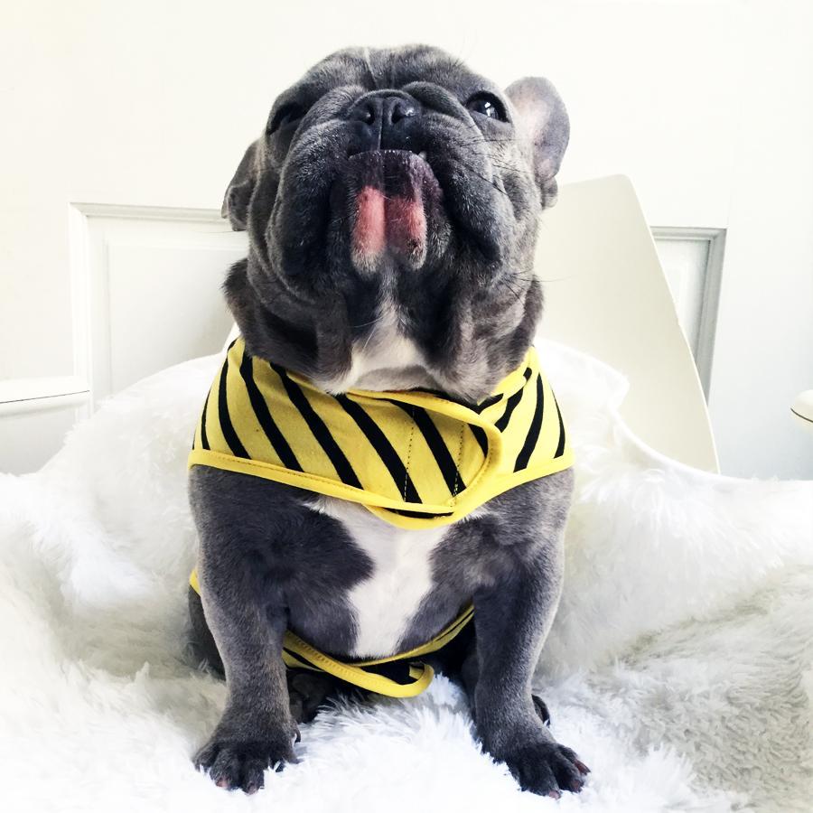 Frenchie Shirt | Frenchiestore | Blue French Bulldog in Bumblebee, Frenchie Dog, French Bulldog pet products